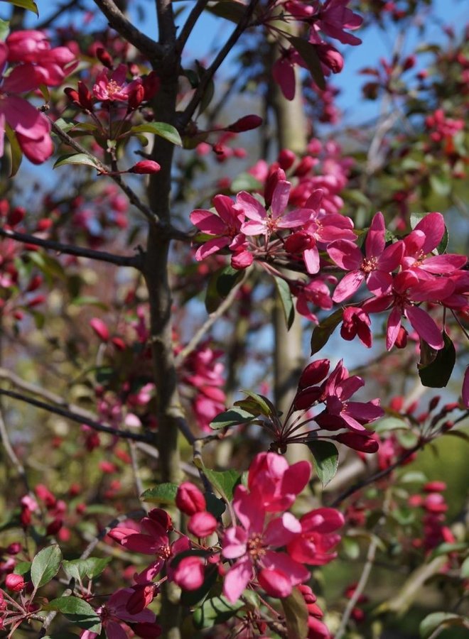 Sierappel | Malus Mokum