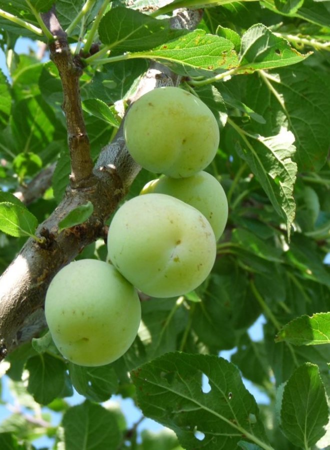 Pruimenboom | Prunus domestica Reine Claude Verte