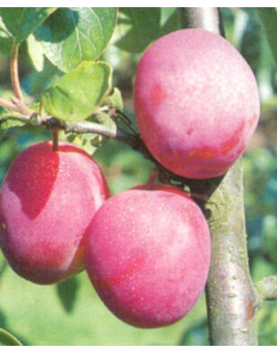 Pruimenboom |  Prunus domestica Victoria
