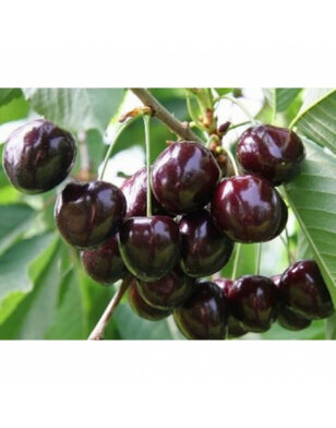 Kersenboom | Prunus avium Annabella