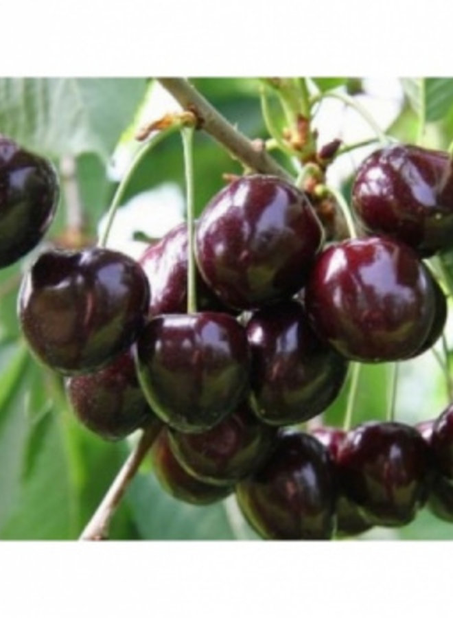 Kersenboom | Prunus avium Annabella