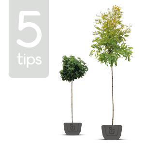 Vijf tips om de perfecte boom te kopen