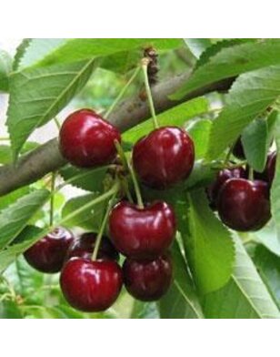 Kersenboom | Prunus avium Bigarreau Burlat