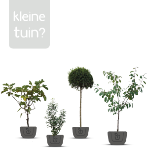De ideale boom voor een kleine tuin