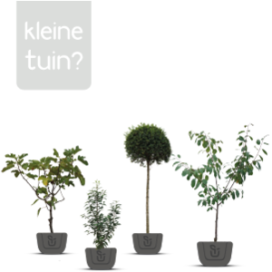 De ideale boom voor een kleine tuin