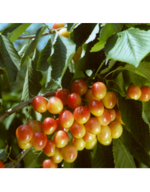 Kersenboom | Prunus avium Bigarreau Napoleon