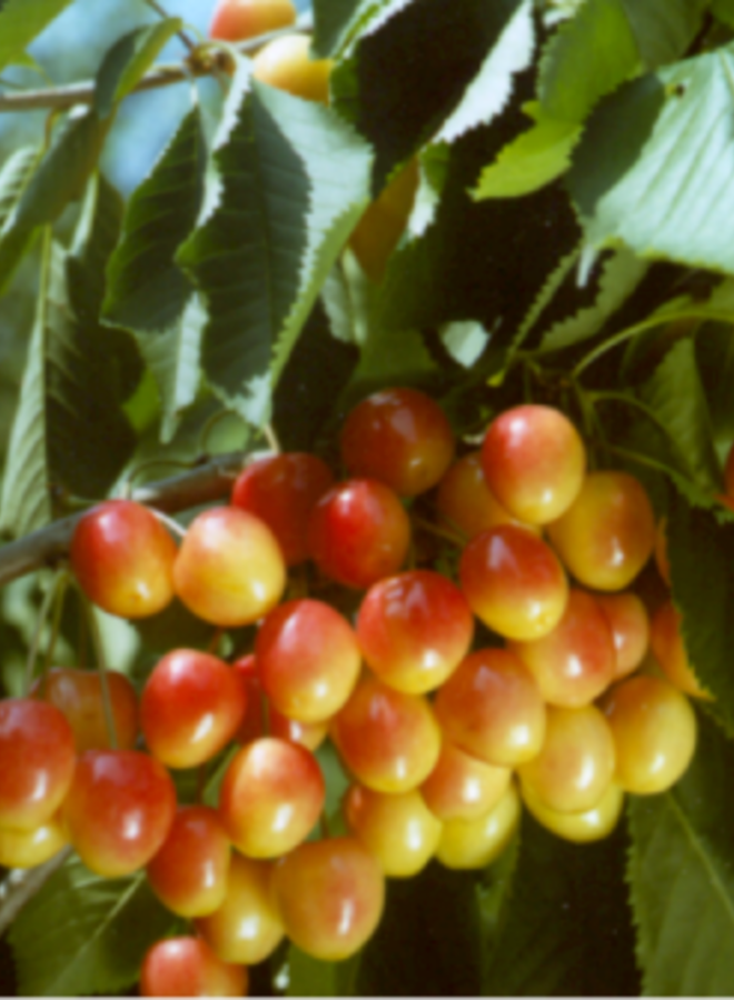 Kersenboom | Prunus avium Bigarreau Napoleon