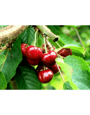 Kersenboom | Prunus avium Earlise