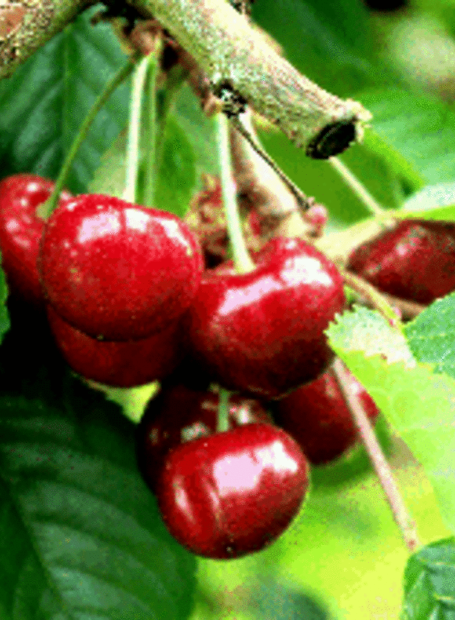 Kersenboom | Prunus avium Earlise