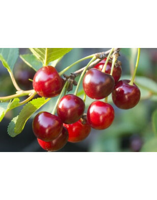 Kersenboom | Prunus avium Early Rivers