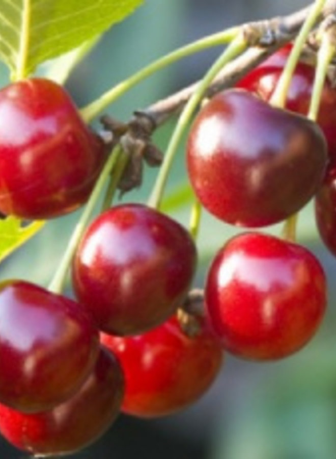 Kersenboom | Prunus avium Early Rivers