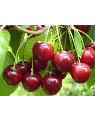Kersenboom | Prunus avium Hedelfinger