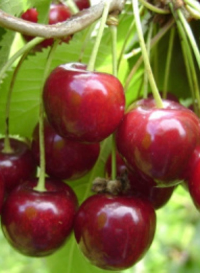 Kersenboom | Prunus avium Hedelfinger