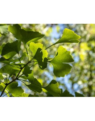 Japanse notenboom | Ginkgo biloba