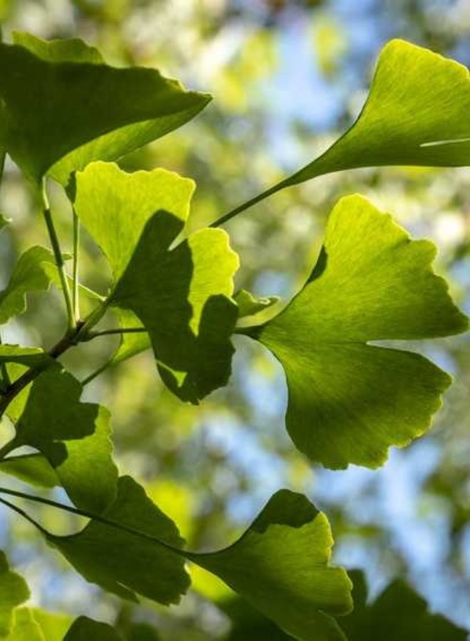Japanse notenboom | Ginkgo biloba