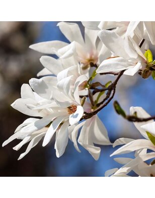 Beverboom | Magnolia Kobus