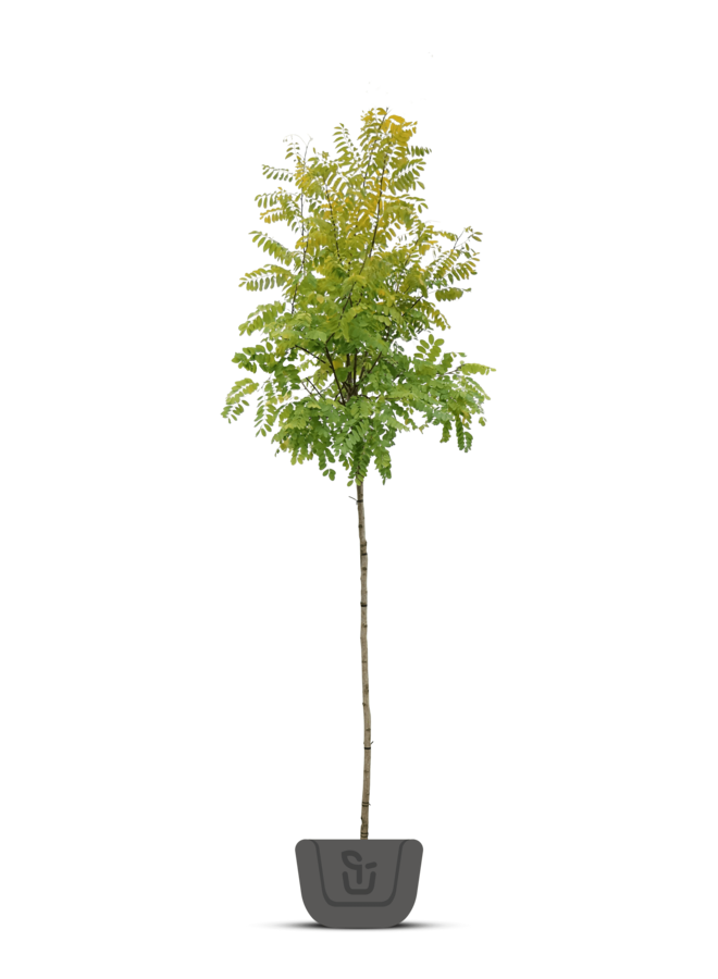 Gele Acacia | Robinia pseudoacacia Frisia