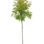 Gele Acacia | Robinia pseudoacacia Frisia