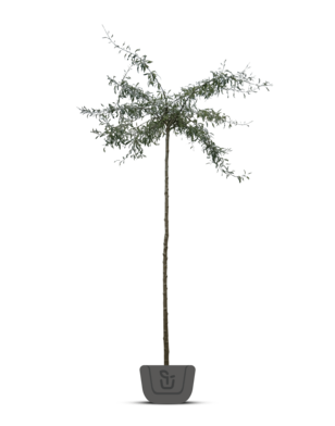 Treursierpeer  | Pyrus salicifolia Pendula