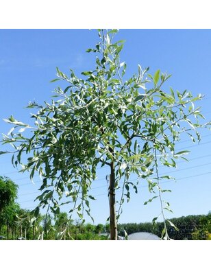 Treursierpeer  | Pyrus salicifolia Pendula