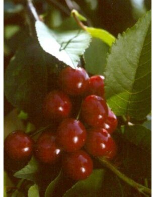 Kersenboom | Prunus avium Inspecteur Lohnis