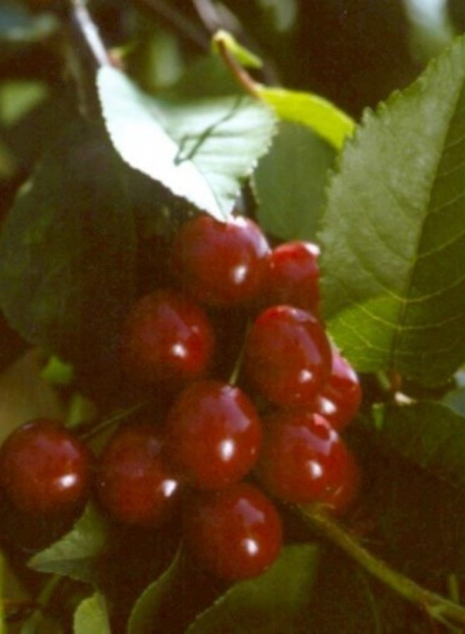 Kersenboom | Prunus avium Inspecteur Lohnis