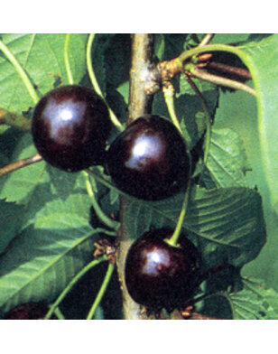 Kersenboom | Prunus avium Karina