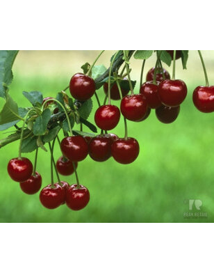 Kersenboom | Prunus avium Kelleriis Nr.16