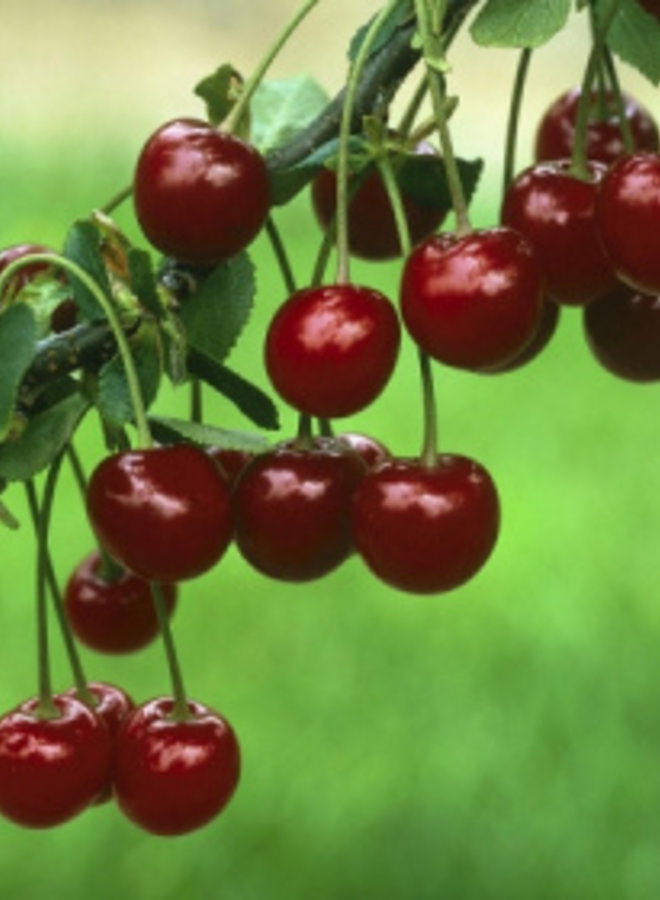 Kersenboom | Prunus avium Kelleriis Nr.16