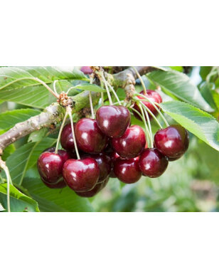 Kersenboom | Prunus avium Lapins