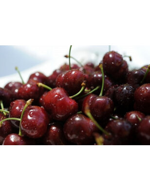 Kersenboom | Prunus avium Mierlose Zwarte