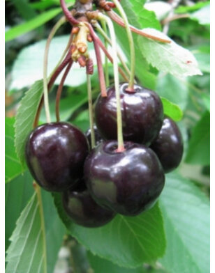 Kersenboom | Prunus avium Pollux