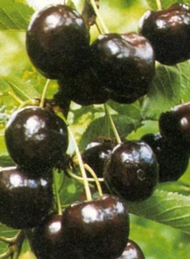 Kersenboom | Prunus avium Regina