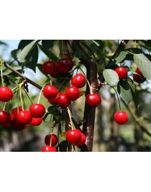 Kersenboom | Prunus cerasus Schattenmorelle