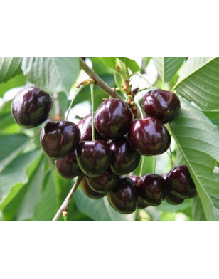 Kersenboom | Prunus avium Schneider Spate Knorpelkirsch