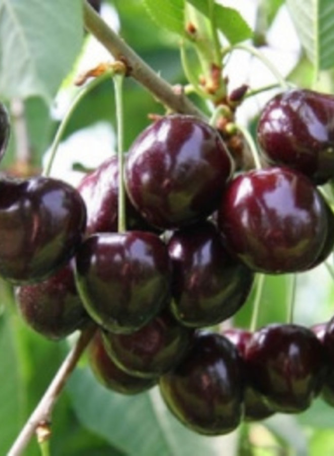 Kersenboom | Prunus avium Schneider Spate Knorpelkirsch