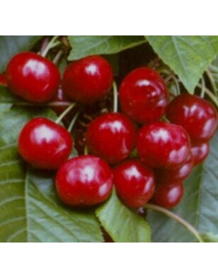 Kersenboom | Prunus avium Stella