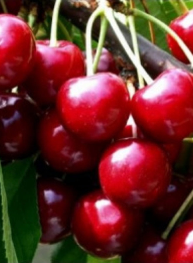 Kersenboom | Prunus avium Summit