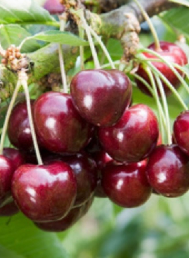Kersenboom | Prunus avium Sunburst