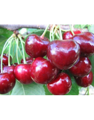 Kersenboom | Prunus avium Sylvia