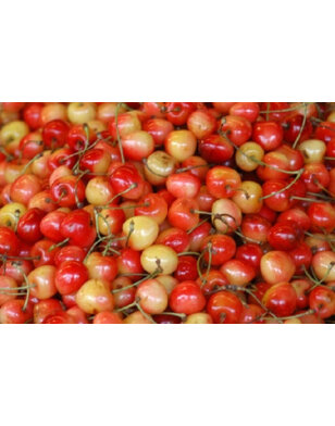 Kersenboom | Prunus avium Udense Spaanse