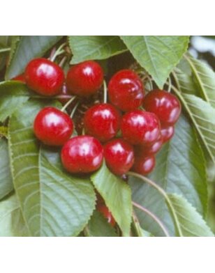 Kersenboom | Prunus avium Van