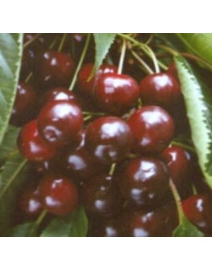 Kersenboom | Prunus avium Varikse Zwarte