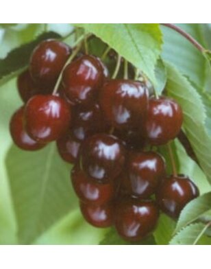 Kersenboom | Prunus avium Wijnkers