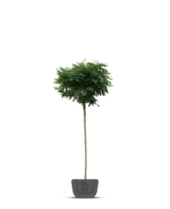 Bolacacia | Robinia pseudo. Umbraculifera