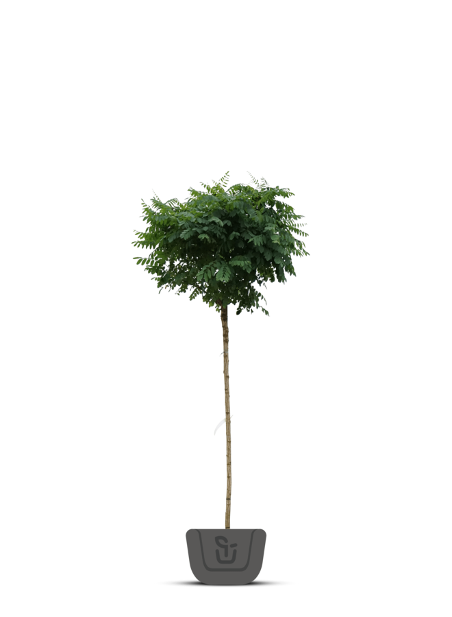 Bolacacia | Robinia pseudo. Umbraculifera