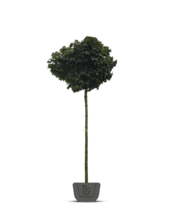 Bolesdoorn | Acer platanoides Globosum