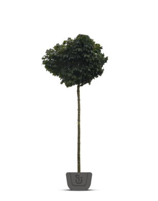 Bolesdoorn | Acer platanoides Globosum