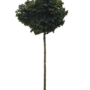 Bolesdoorn | Acer platanoides Globosum