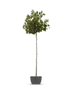 Bolplataan | Platanus acer. Alphens Globe